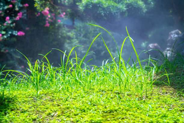Nice green lawn/grass其他绿色草地的图像。图片下载