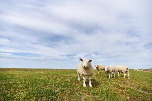 在德国北海的一个堤坝上放牧的羊群和单独的绵羊的照片图片下载