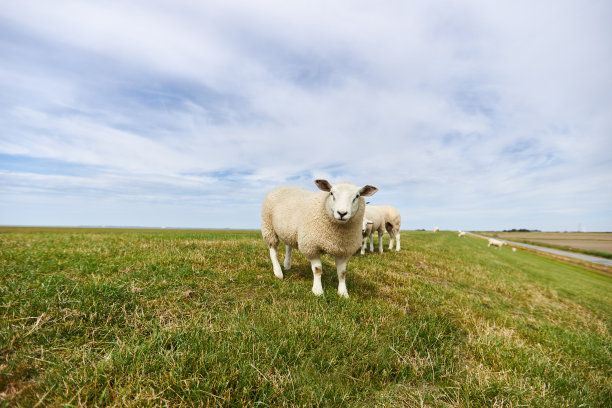 在德国北海的一个堤坝上放牧的羊群和单独的绵羊的照片图片下载