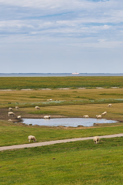 在德国北海的一个堤坝上放牧的羊群和单独的绵羊的照片图片下载