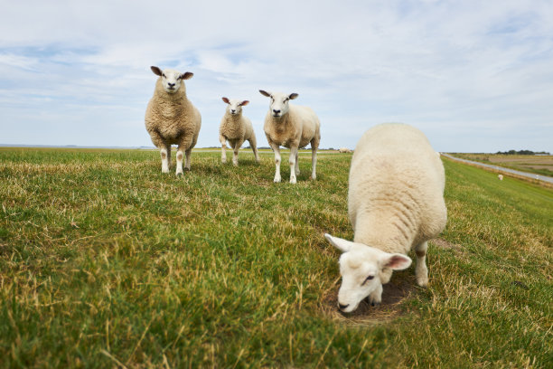 在德国北海的一个堤坝上放牧的羊群和单独的绵羊的照片图片下载