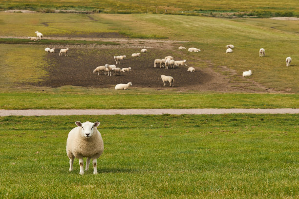 在德国北海的一个堤坝上放牧的羊群和单独的绵羊的照片图片下载