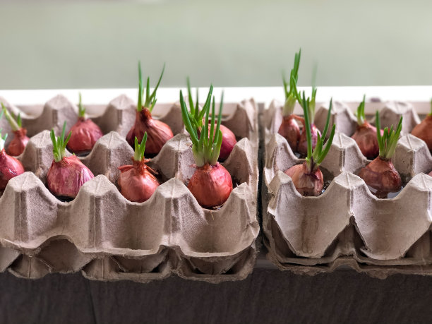 在蛋盘中种植大葱图片下载