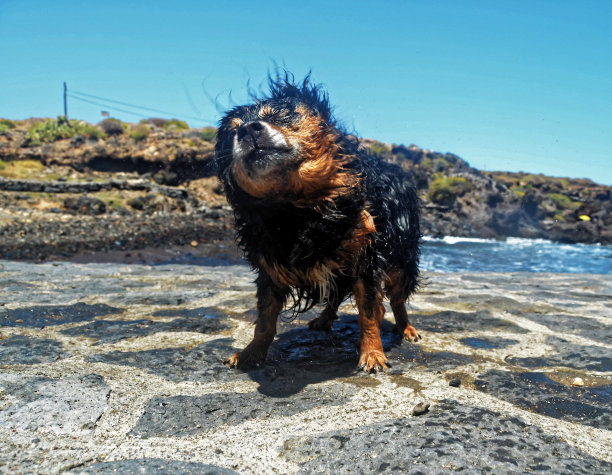 潮湿的黑狗图片下载