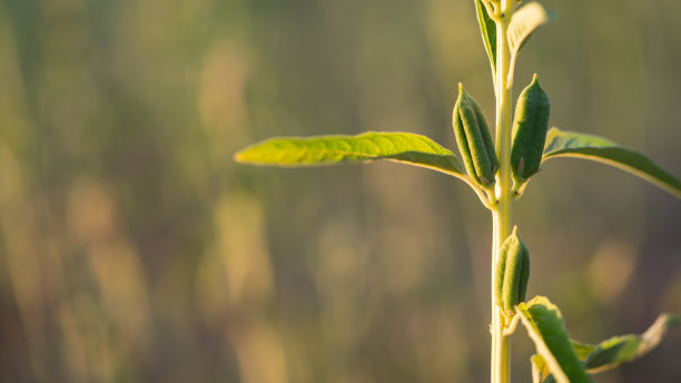日落时分在农田里种植芝麻图片下载