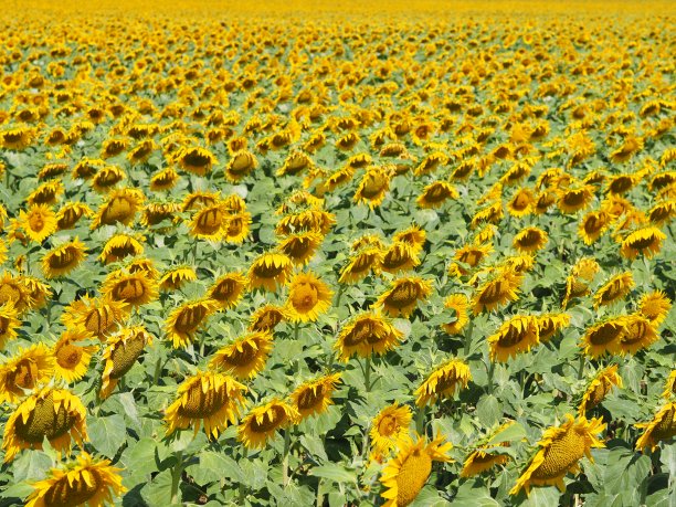 向日葵背景，勃艮第葡萄园，法国。图片下载