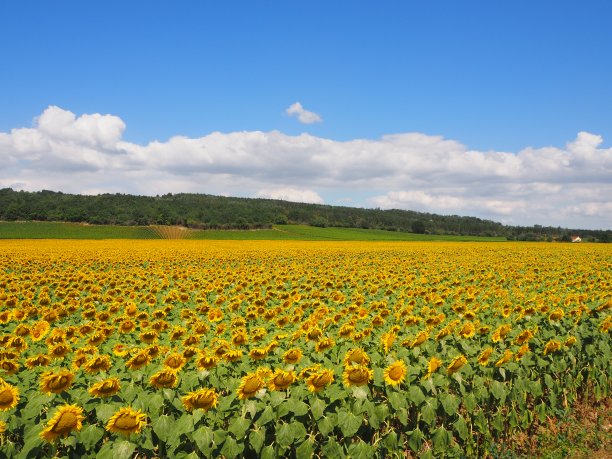法国勃艮第的向日葵和葡萄园图片下载