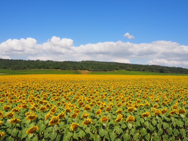 法国勃艮第的向日葵和葡萄园图片下载