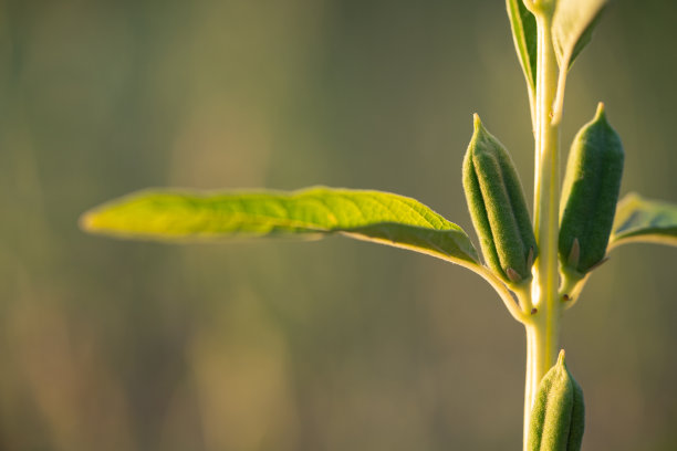 日落时分在农田里种植芝麻图片下载