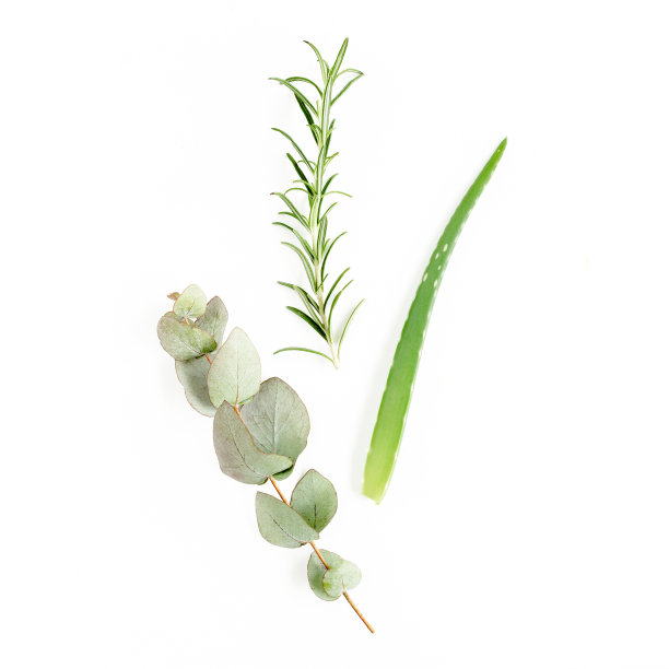 混合香草，绿色的树枝，树叶桉树，迷迭香，芦荟和植物收集在白色的背景。药用。平的。俯视图图片下载