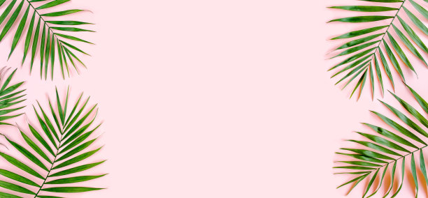 粉红色背景上的热带绿色棕榈叶。平躺，俯视图图片下载