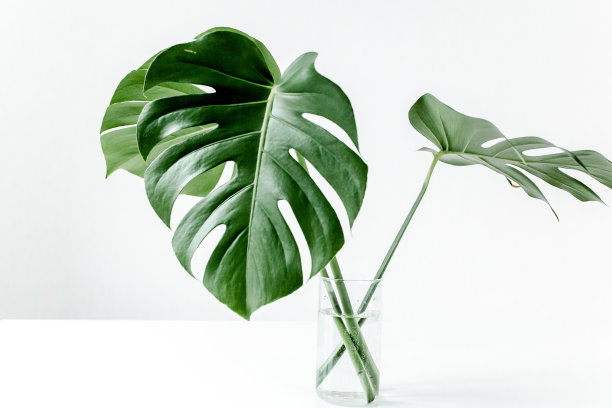 怪物叶的特写。热带棕榈叶孤立在白色背景上。热带性质的概念图片下载