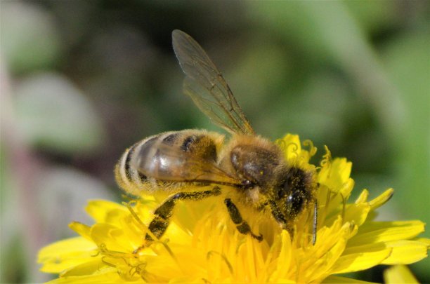 甜菜花图片下载