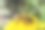 甜菜花图片下载