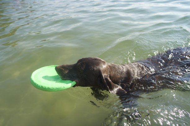 一只老狗在玩盘子图片下载