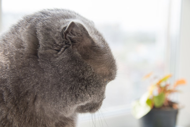 可爱的英国短毛猫正坐在窗前房间的窗台上。图片下载