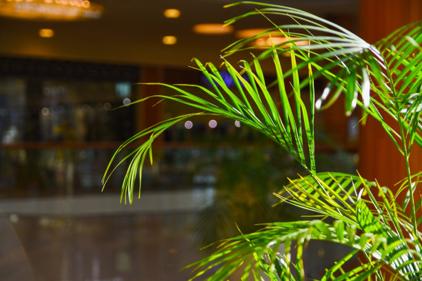 棕榈叶的特写照片，Chrysalidocarpus lutescens就站在商场里。树叶在朦胧的背景下，被阳光照亮。办公室和家庭植物插图。图片下载