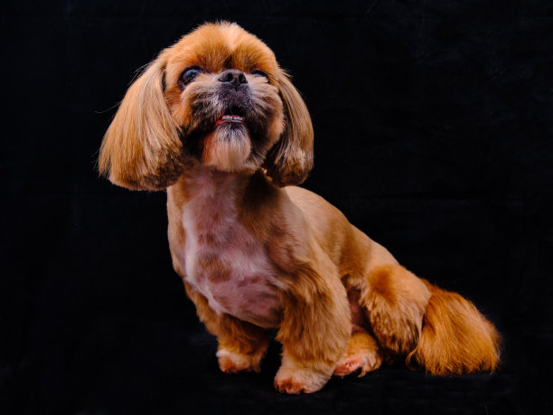 西施犬坐在黑色的背景上。漂亮的发型显示主人对宠物的关心。图片下载