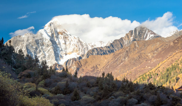 森林和树木景观纹理背景，色彩斑斓的自然景观风景亚丁，香格里拉，中国，西藏山区的秋天图片下载