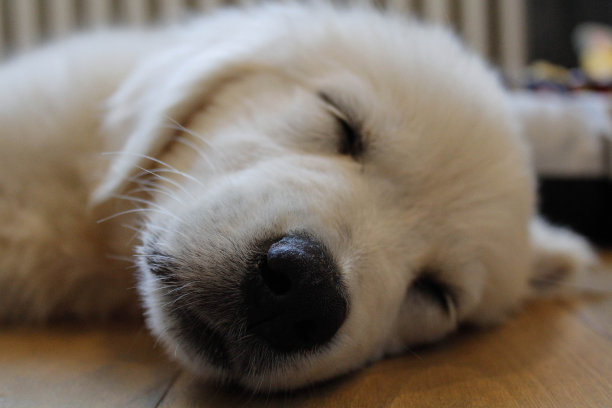 金毛猎犬的鼻子图片下载