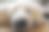 金毛猎犬的鼻子图片下载