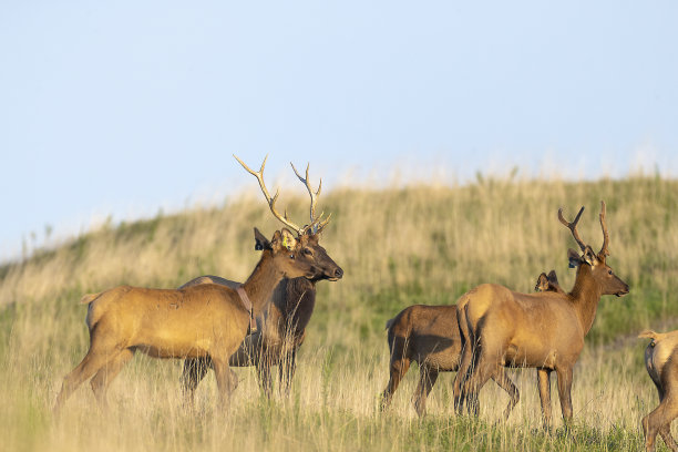 每一个图片下载