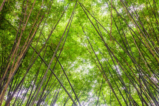美丽的景观，绿色的自然竹林隧道图片下载
