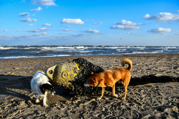 沙滩上的狗，数码照片图片为背景图片下载
