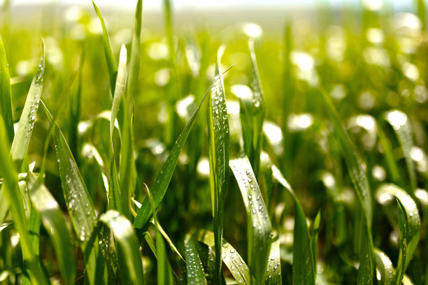 清晨，新鲜的厚草和水滴的特写。水平的观点。图片下载