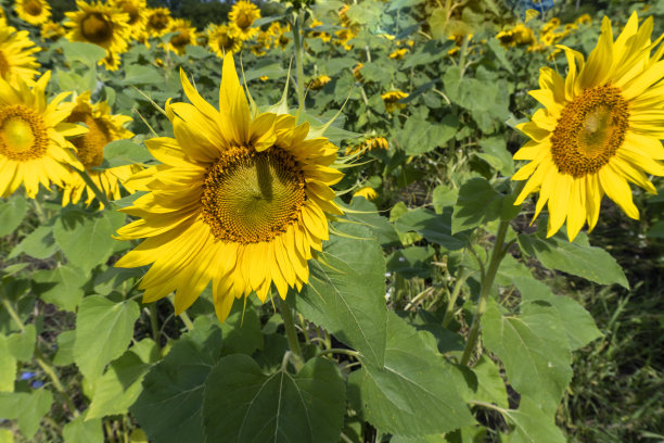 照片中的向日葵在野外美丽的背景图片下载