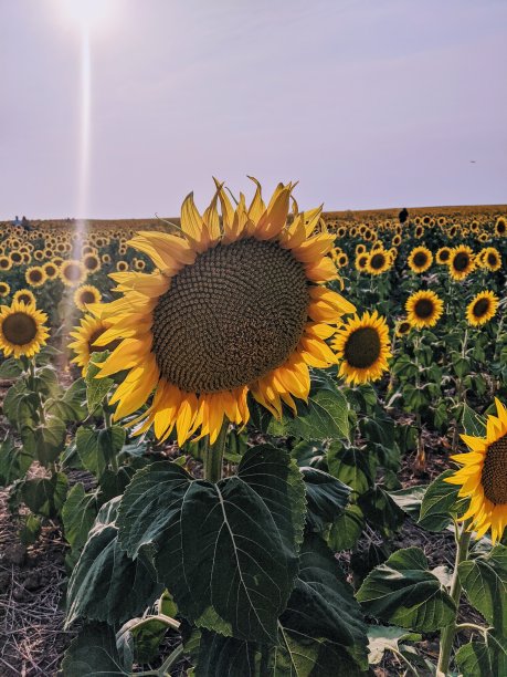 向日葵宝宝图片下载