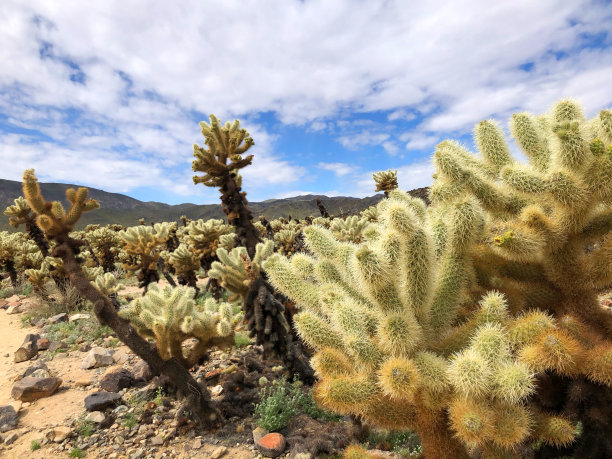 美国加州乔舒亚树国家公园，沙漠中蓝色多云的乔舒亚仙人掌图片下载