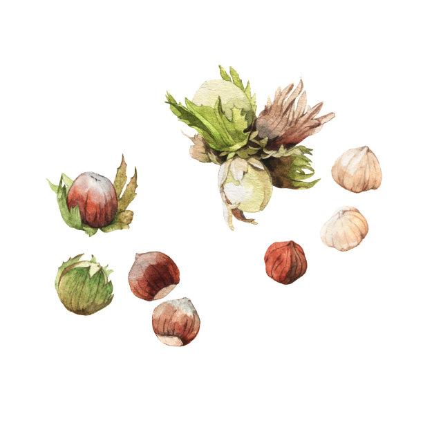 详细的榛子水彩插图图片下载