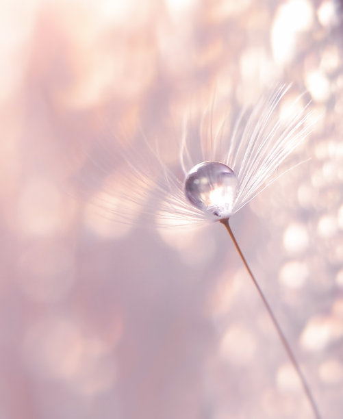 蒲公英中的水滴图片下载