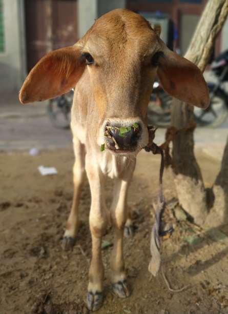 牛婴儿图片下载