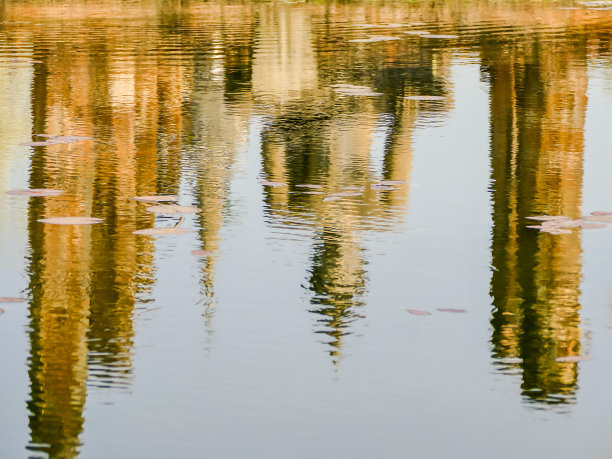 水中倒影的树木，以数码照片图片为背景图片下载
