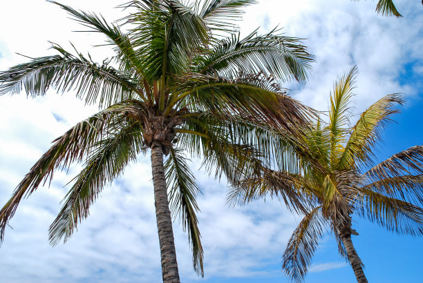 沙滩上的棕榈树，数码照片图片作为背景图片下载