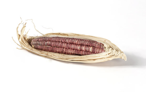 刚切好的玉米棒子图片下载