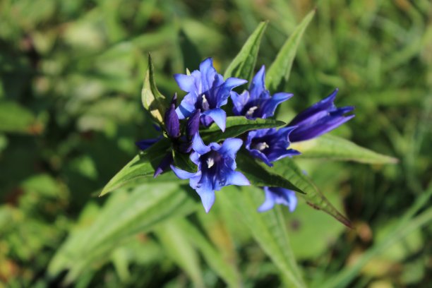 龙胆弗劳尔图片下载