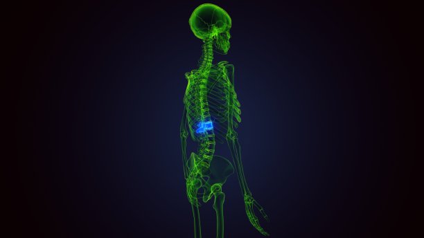 人体骨骼胸椎骨解剖的3d渲染图片下载