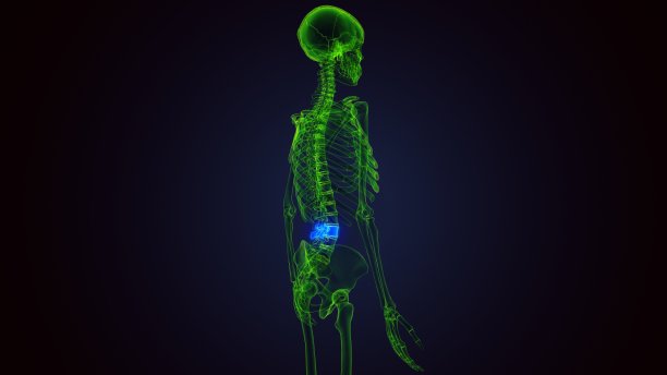 人体骨骼木材骨骼解剖的3d渲染图片下载