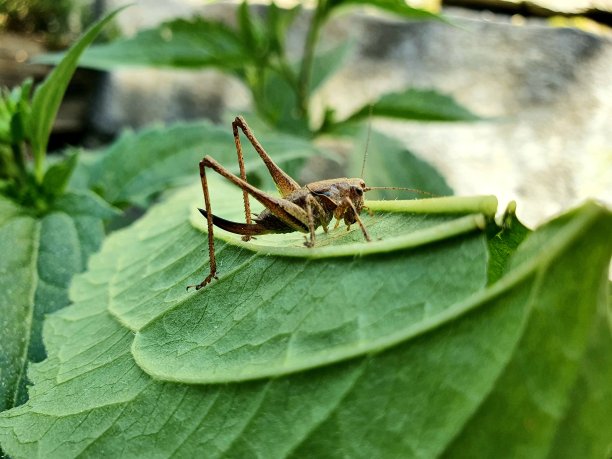 蚱蜢图片下载