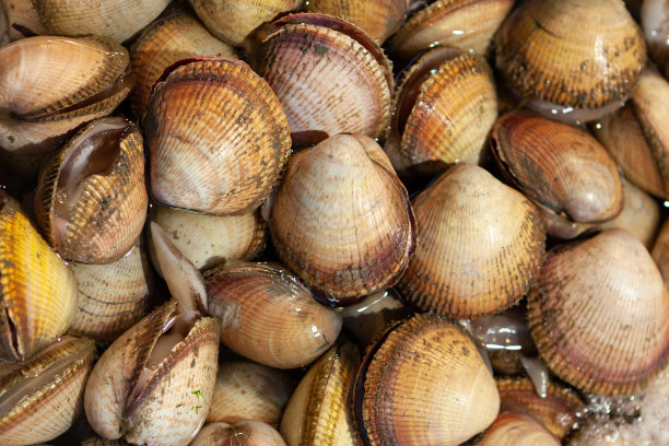 海蛤。图片下载