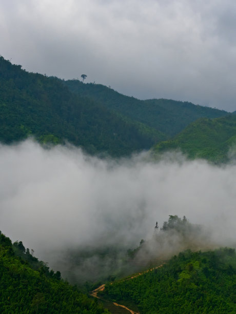 山地景观有森林，有道路和雾图片下载