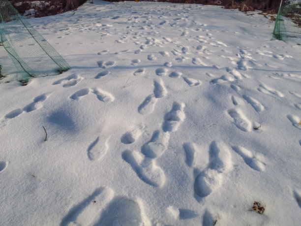 脚输出图片下载