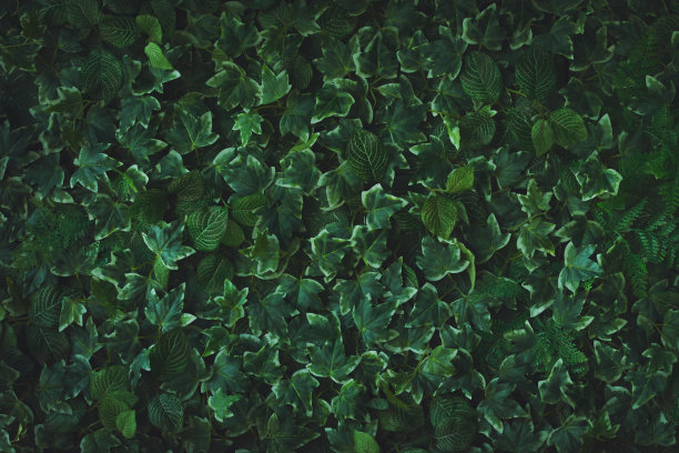 绿叶背景图片下载