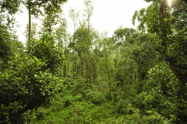 热带雨林图片下载