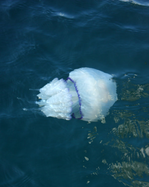 有毒的水母图片下载