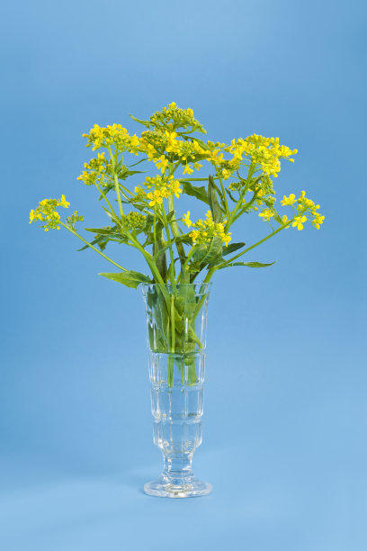 Bittercress (Barbarea寻常的)图片下载