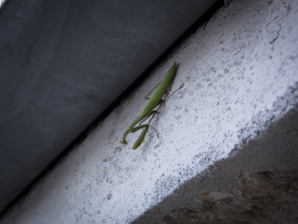 螳螂虫关闭墙纸图片下载